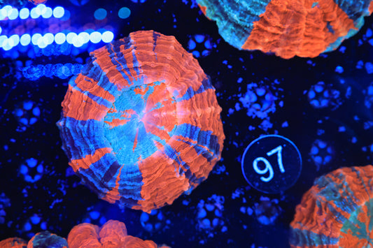 Rainbow Acantho 97