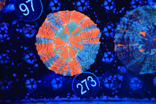 Rainbow Acantho 273