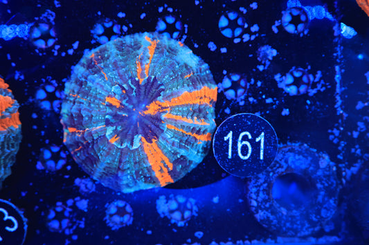 Rainbow Acantho 161