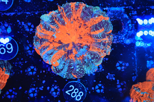 Rainbow Acantho 288