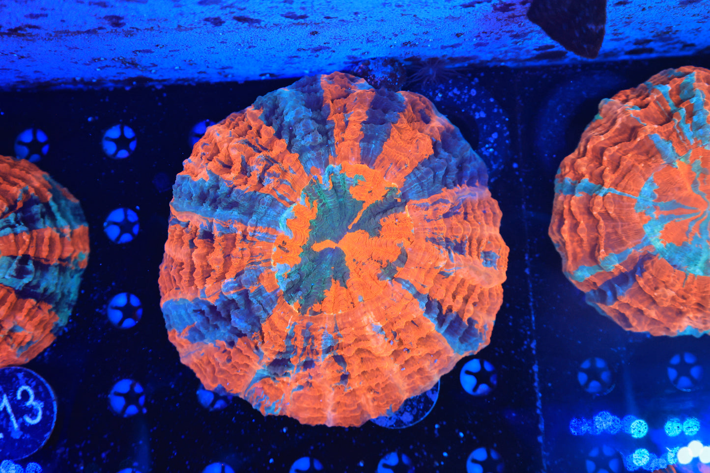 Rainbow Acantho