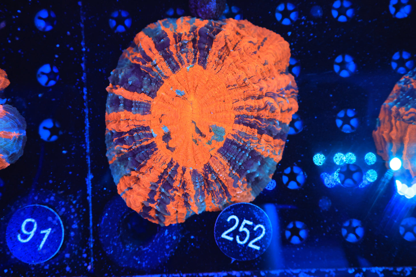 Rainbow Acantho 252