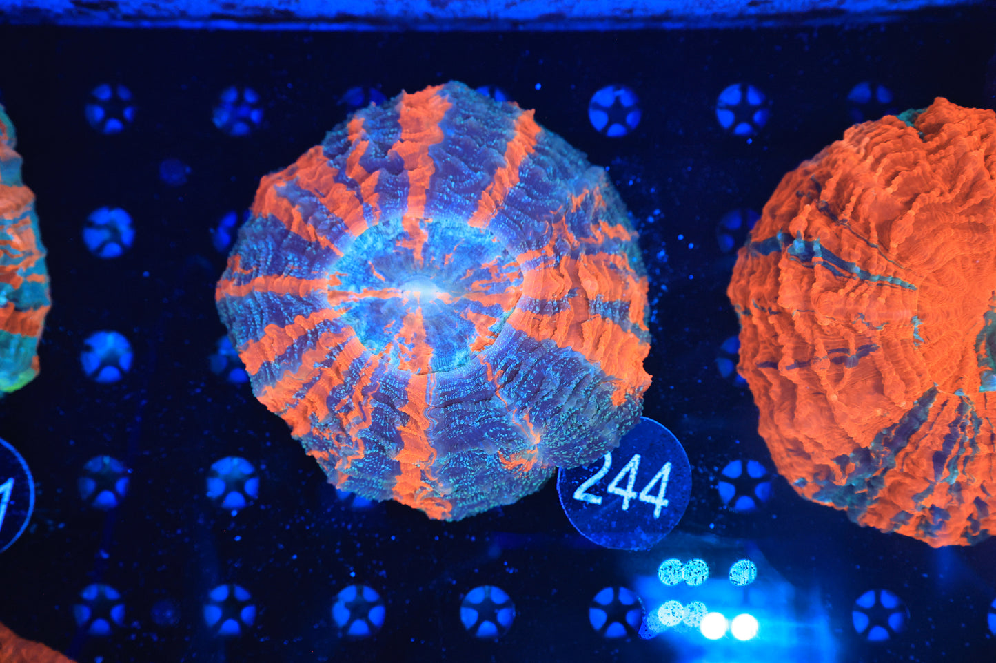Rainbow Acantho 244