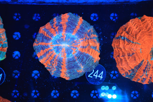 Rainbow Acantho 244