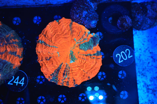 Rainbow Acantho 202