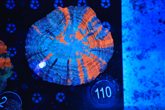 Rainbow Acantho 110