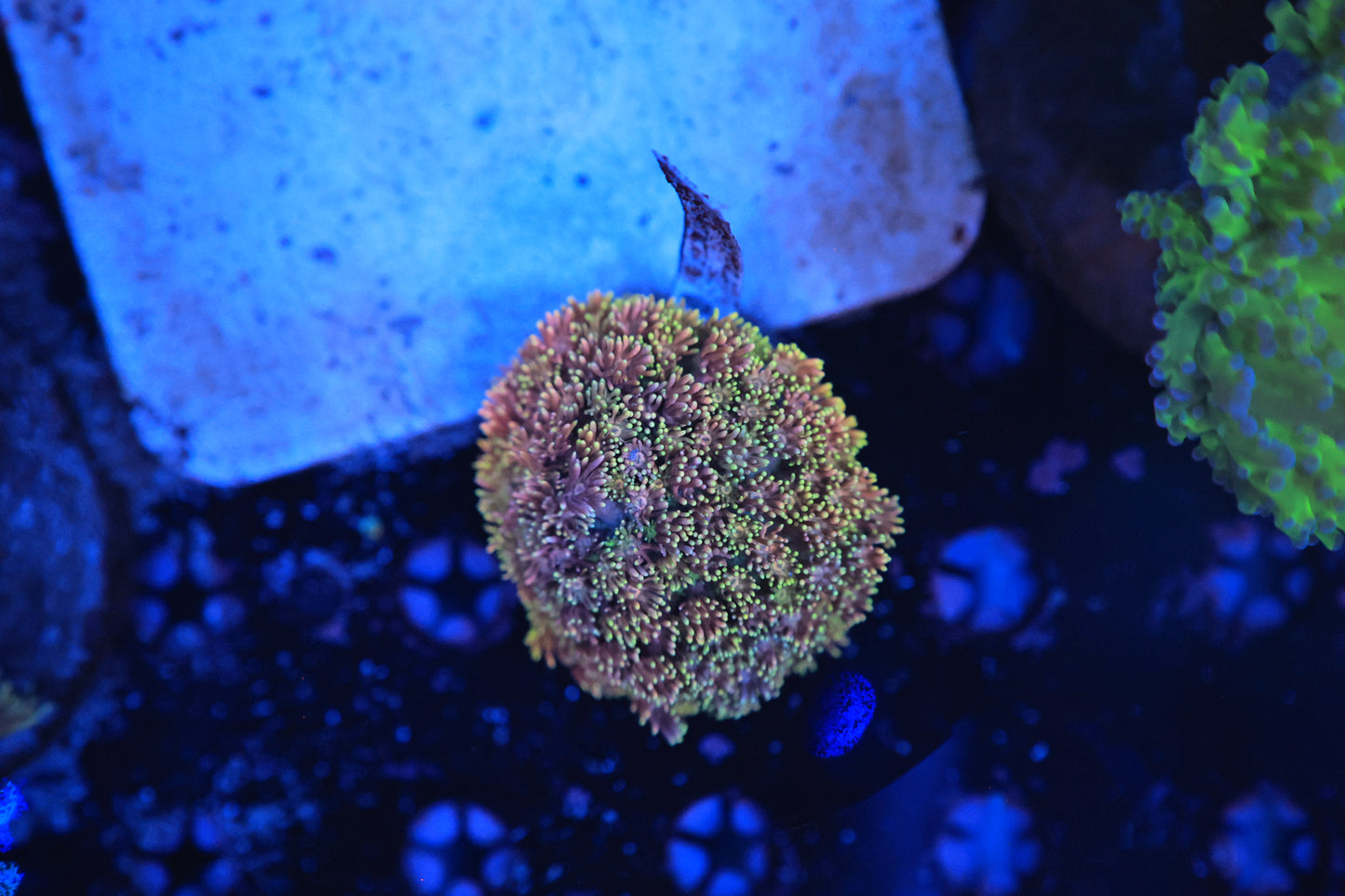 Rainbow Goni XL Colony