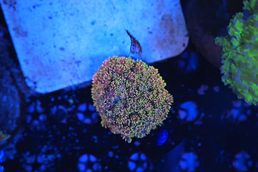 Rainbow Goni XL Colony