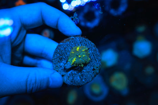 Green Bounce Shroom