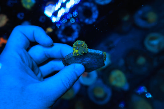Green Bounce Shroom with baby