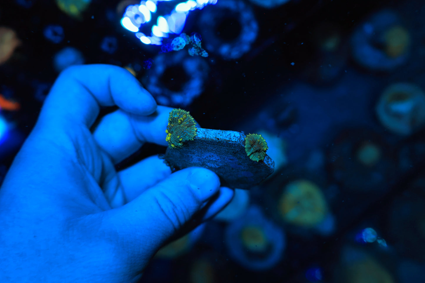 Green Bounce Shroom with baby