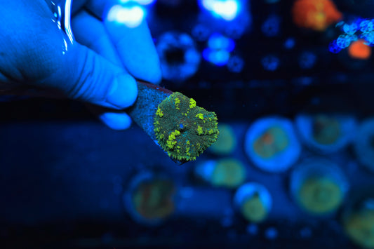Green Bounce Shroom