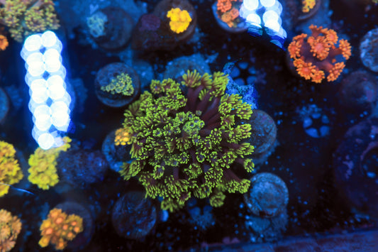 Indo Goni mini colony