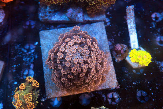 Alveopora Colony