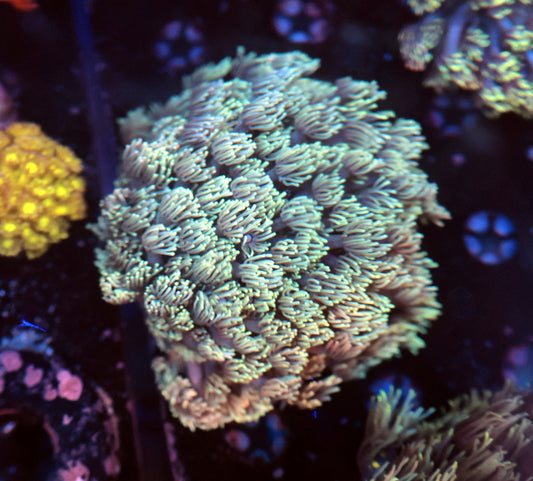 Aussie Goni tank grow