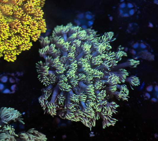 Aussie Goni tank grow
