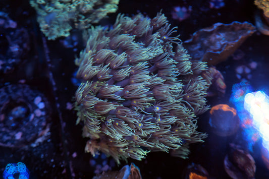 Aussie Goni tank grow