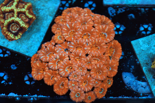 Aussie rainbow acan