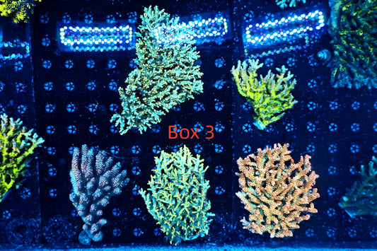 Malaysian acro box 3