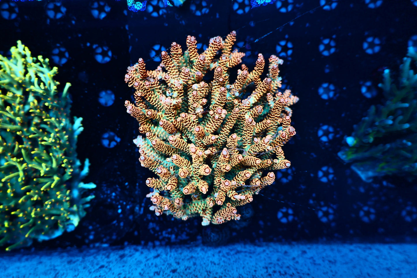 Malaysian acro box 3