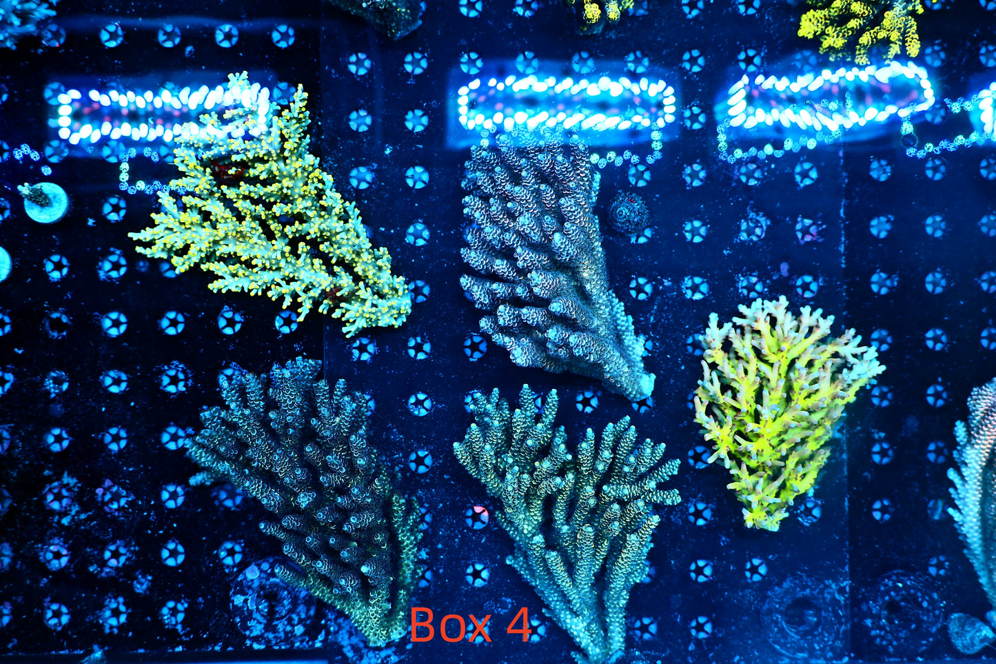 Malaysian acro box 4