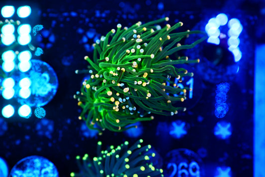 Malaysian Green Torch