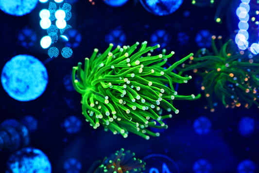 Malaysian Green Torch