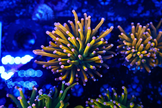 Malaysian Pink Tip