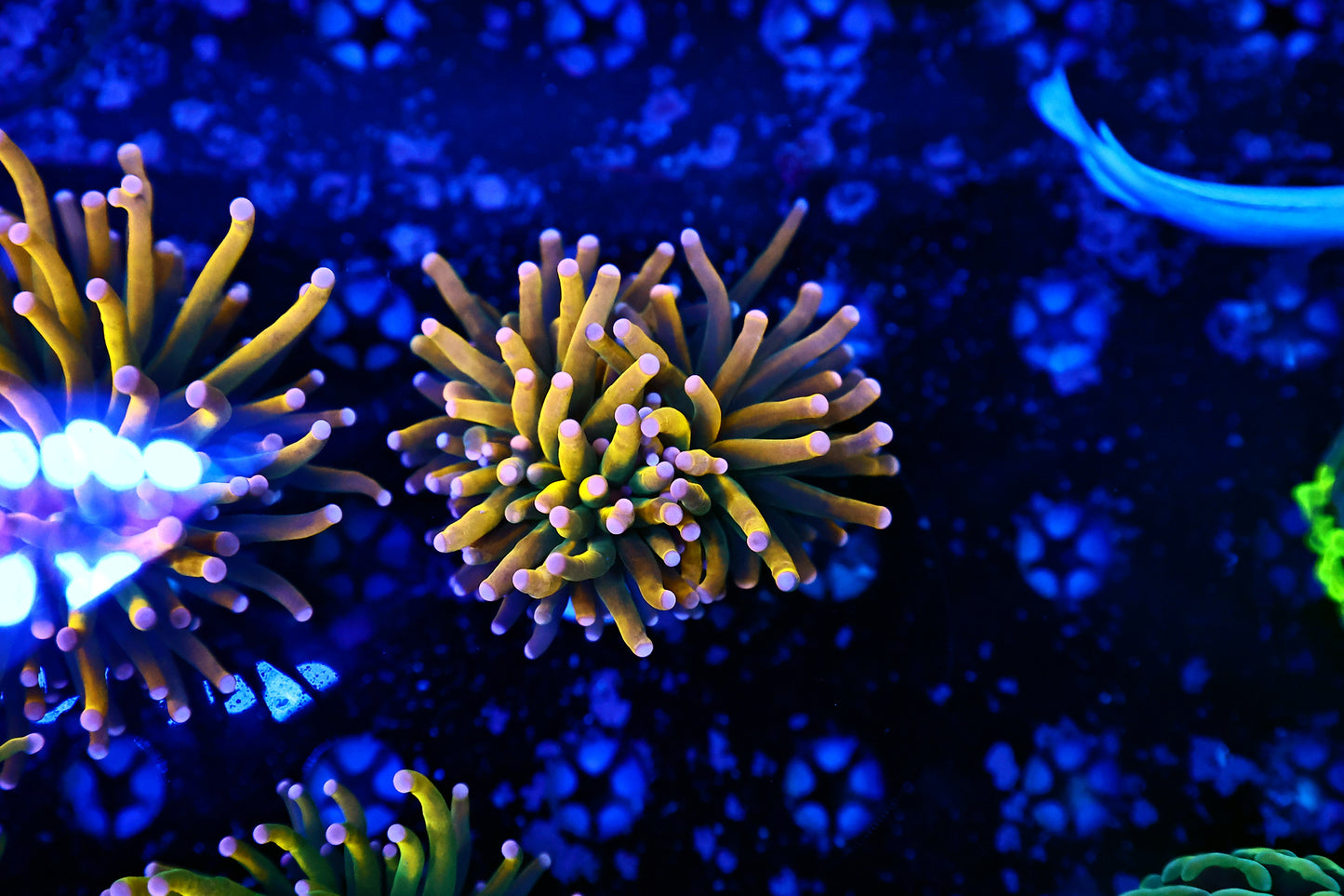 Malaysian Pink Tip