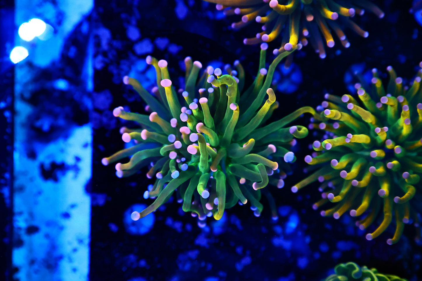 Malaysian Pink Tip