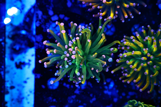 Malaysian Pink Tip