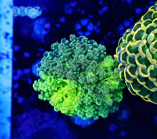 Malaysian Graft frogspawn