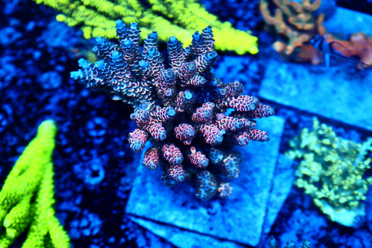 Malasyian Tenius colony M size