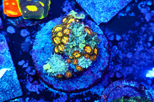 Bounce shroom plate with some zoas