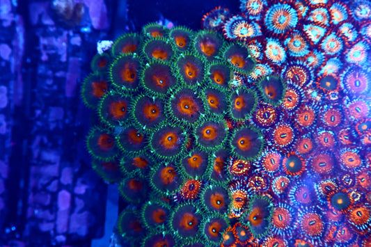 Zoa Plate