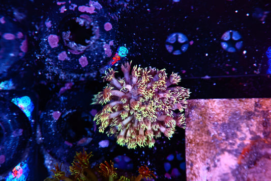 Goni Mini Colony