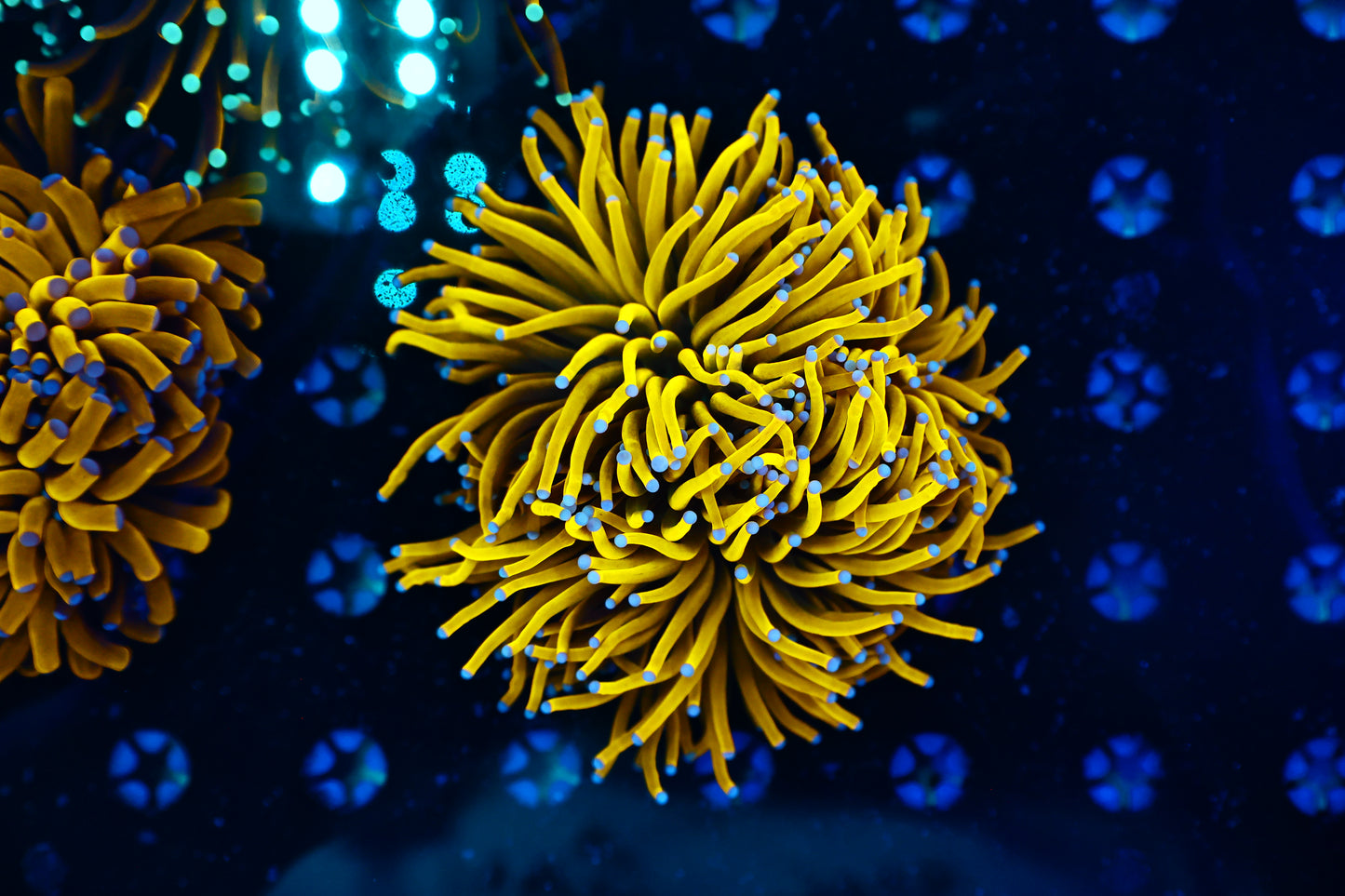 Malaysian Sungod type almost two head