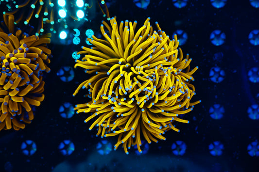 Malaysian Sungod type almost two head