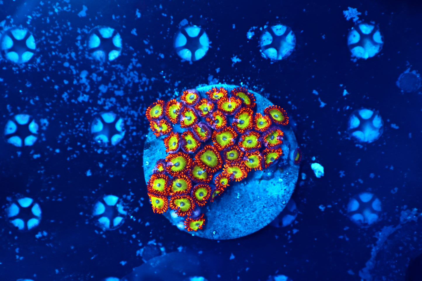Rainbow Zoa plate