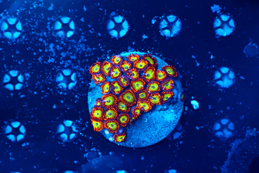Rainbow Zoa plate