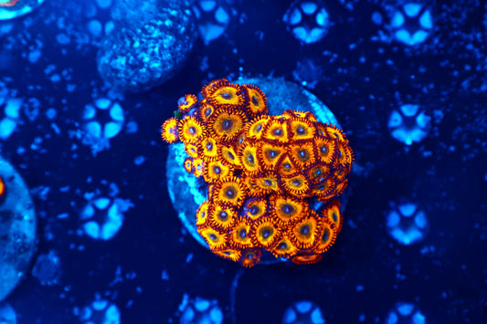 Rainbow Zoa Plate