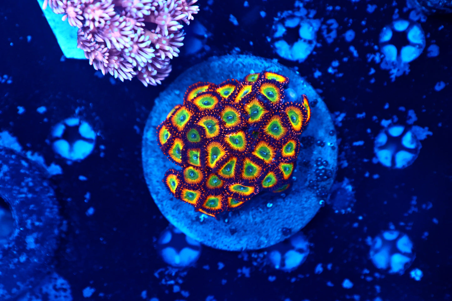 Rainbow Zoa Plate