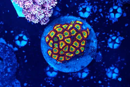 Rainbow Zoa Plate