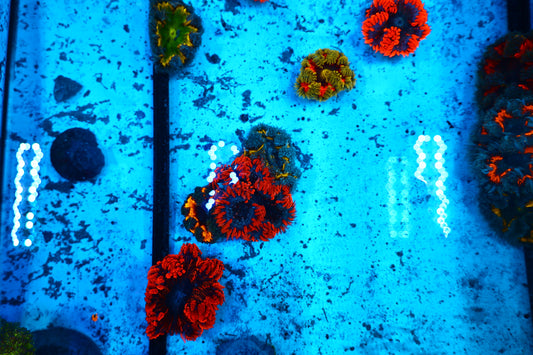 Rock Flower Nem  No WYSIWYG(price is for each one)