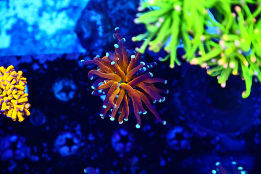 Indo Tiger Torch
