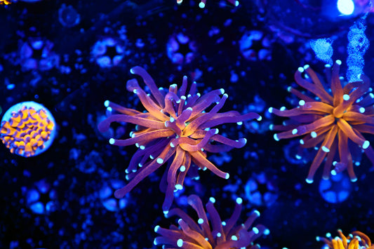 Indo Tiger Torch