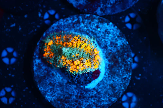 Orange Carpet shroom