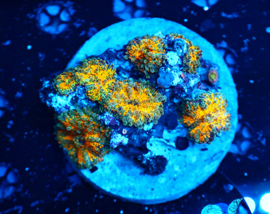Malasyian yuma Shroom Rock