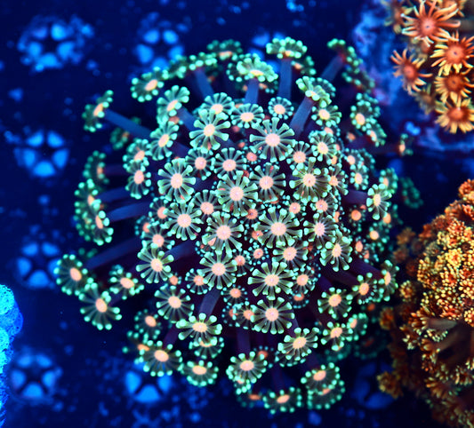 Alveorpoa colony