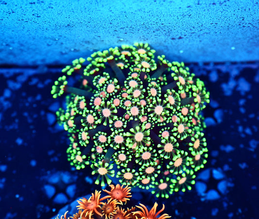 Alveorpoa colony